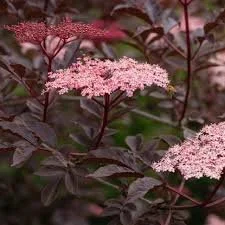 Black Leaved Elderberry - Sambucus Nigra