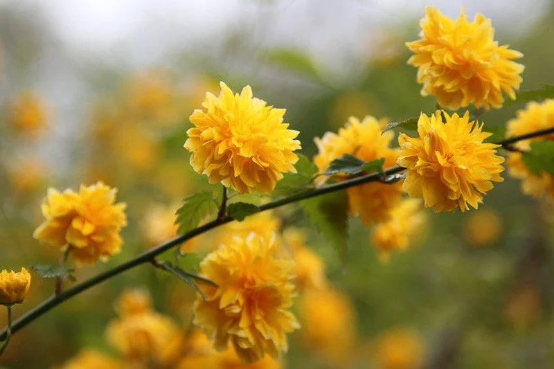 Kerria-japonica-Pleniflora-Japanese-Kerria.jpg