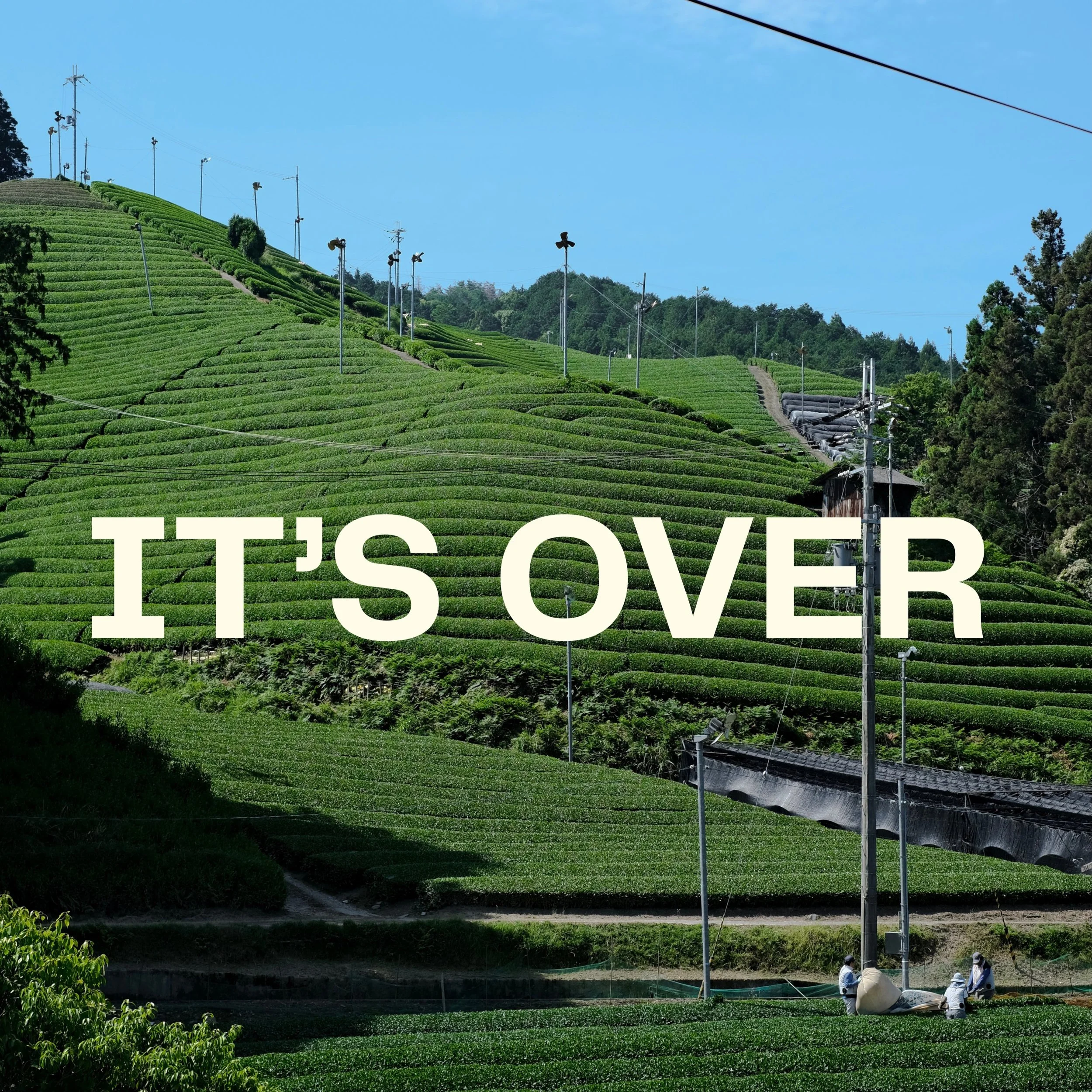 First Harvest is done for 2026 &amp; we were lucky enough to see it taking place first-hand this year. 

Ichibancha, meaning &lsquo;first flush&rsquo;, is the only harvest of the year for many Japanese farms producing Tencha - the specially processed