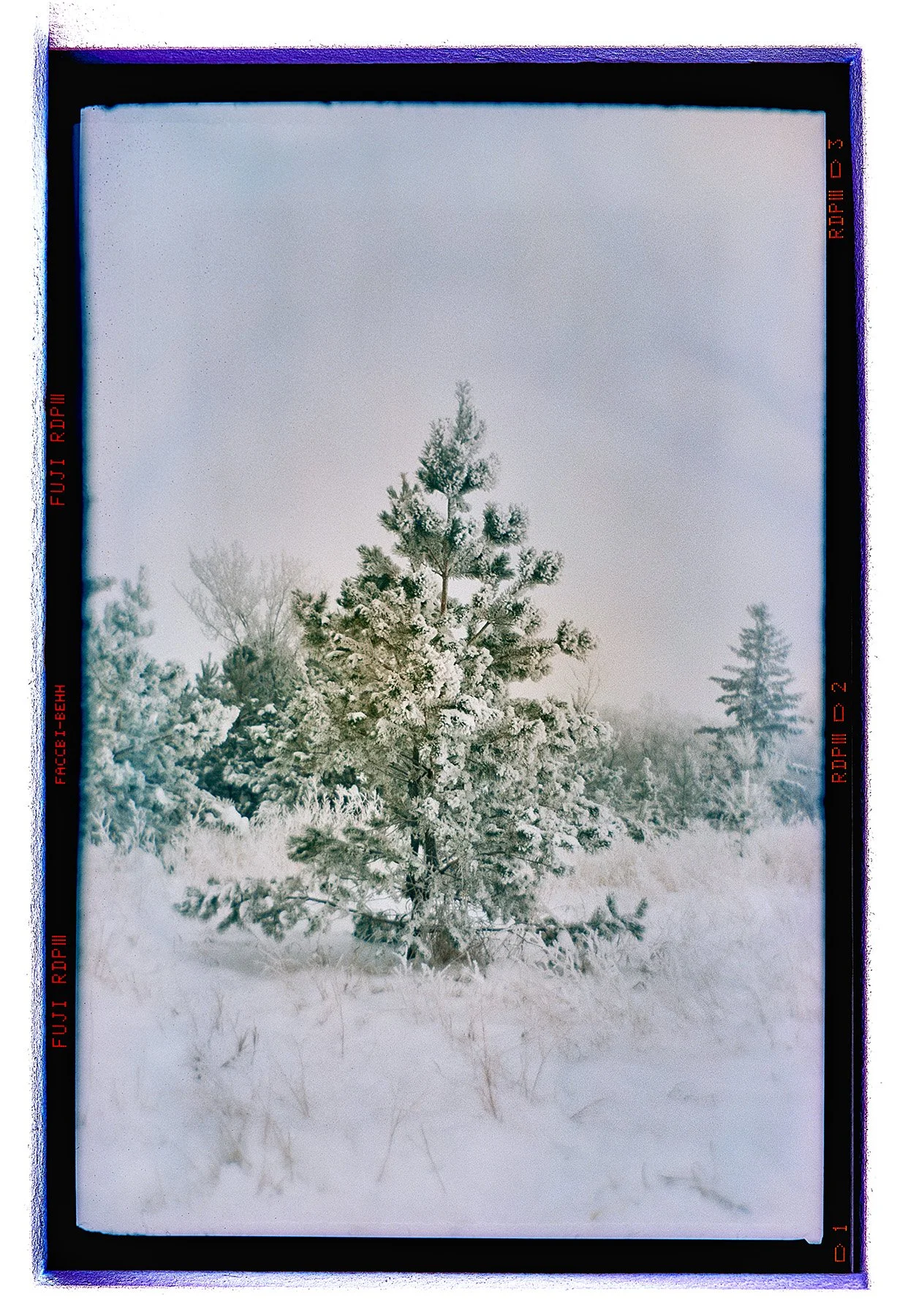 Winter Desert_Vert.jpg