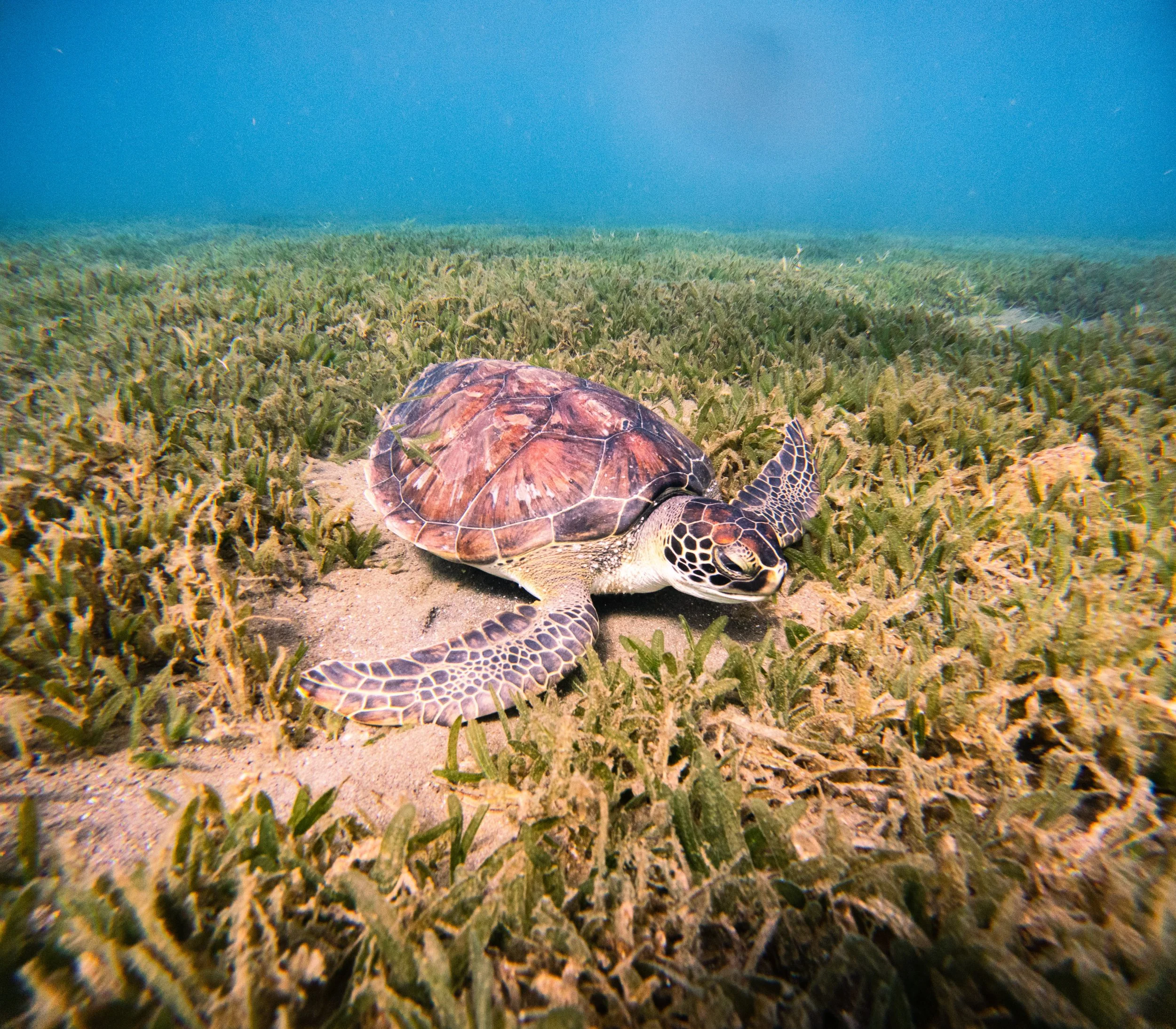 251202-C--DCIM-100GOPRO-GOPR1493.GPR--GOPR1493-SWIM FOR CHANGE.jpg
