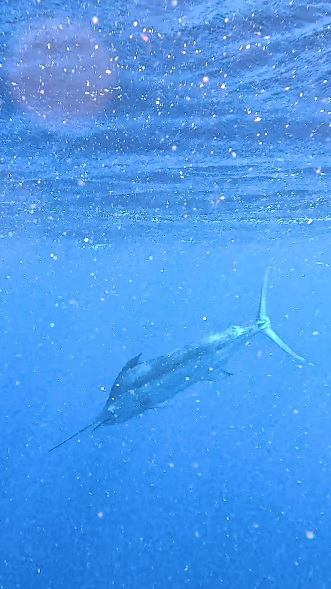 251110---HOVER_X1PROMAX_0018.00_03_02_16.Still004-SWIM FOR CHANGE.jpg