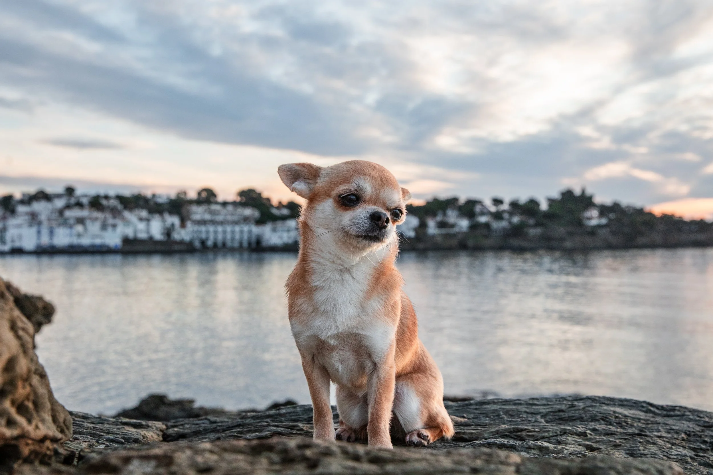 Portrait canin sur la Costa Brava à Cadaquès au levé du soleil