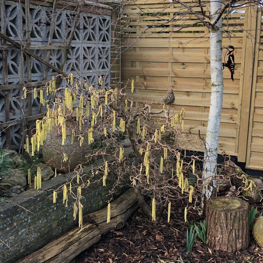 This metal Great Spotted Woodpecker silhouette offers a delightful garden accent. Made from high-quality metal, it develops a rusty patina, perfect for enhancing trees, fences, and outdoor decor