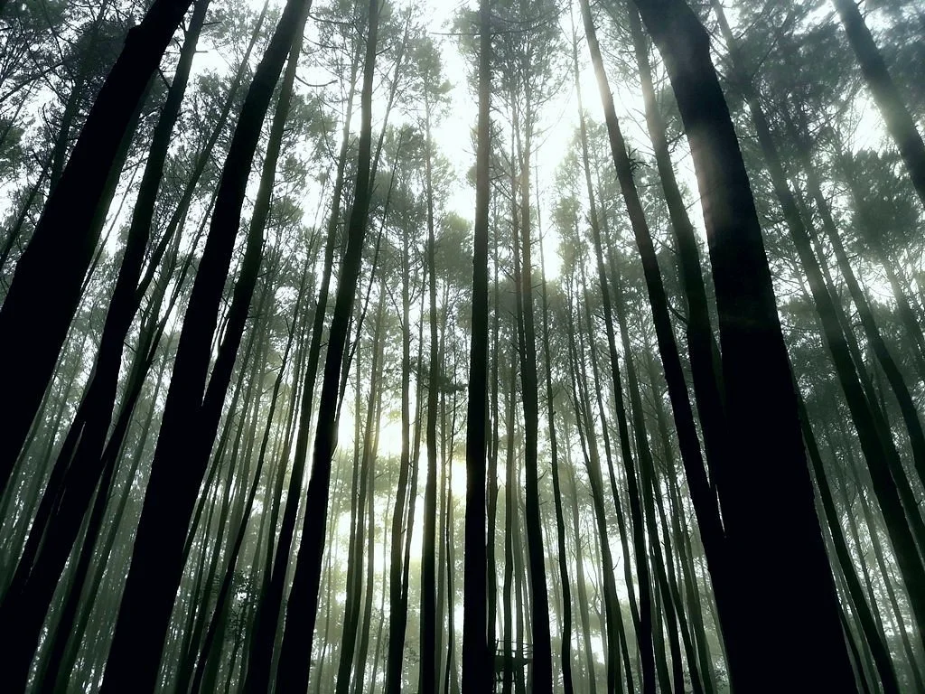 imogiri-pine-forest.jpg