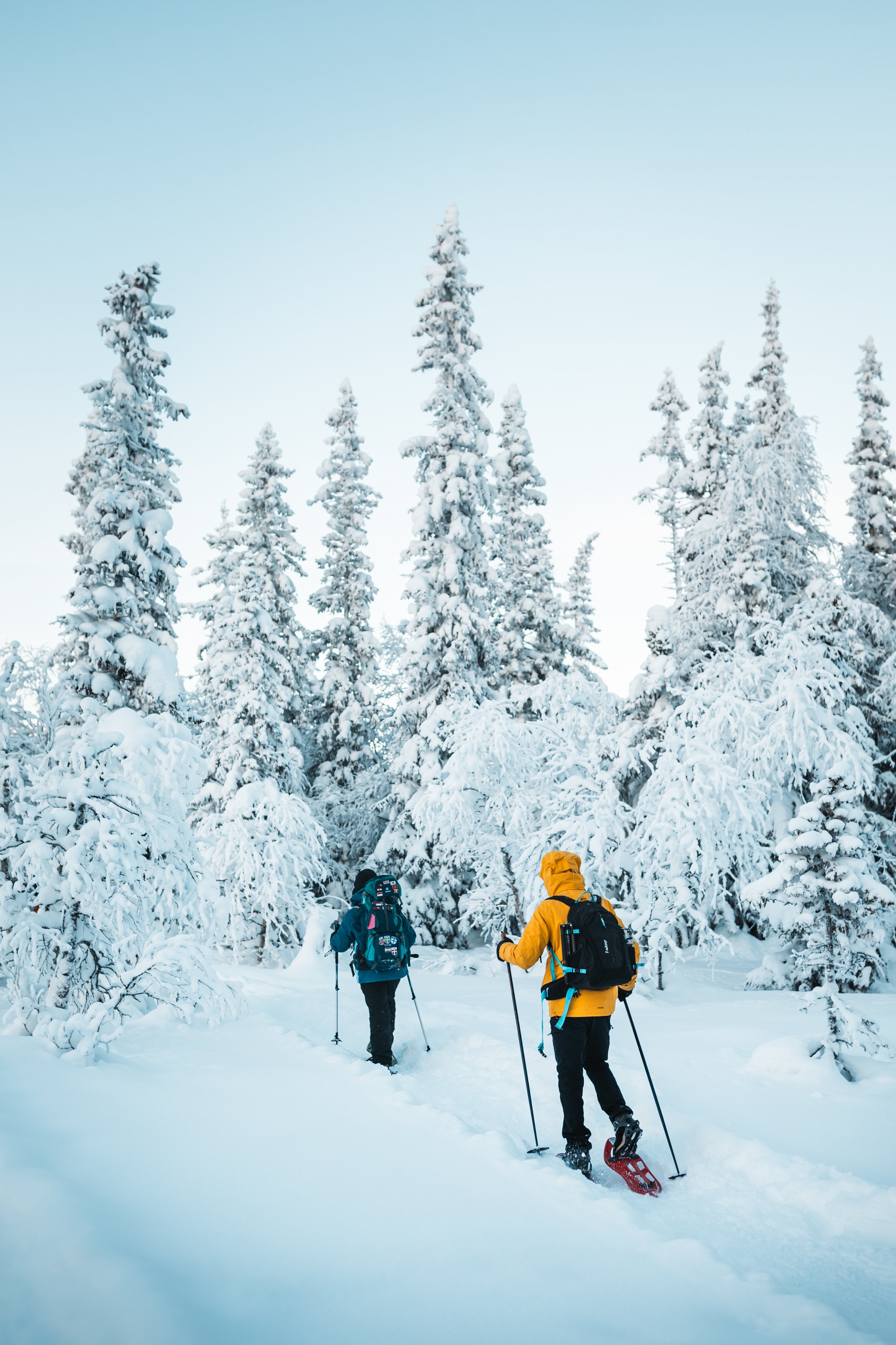 Två personer som vandrar med snöskor i en snötäckt skog med snötäckt granträd. Fulufjällets nationalpark