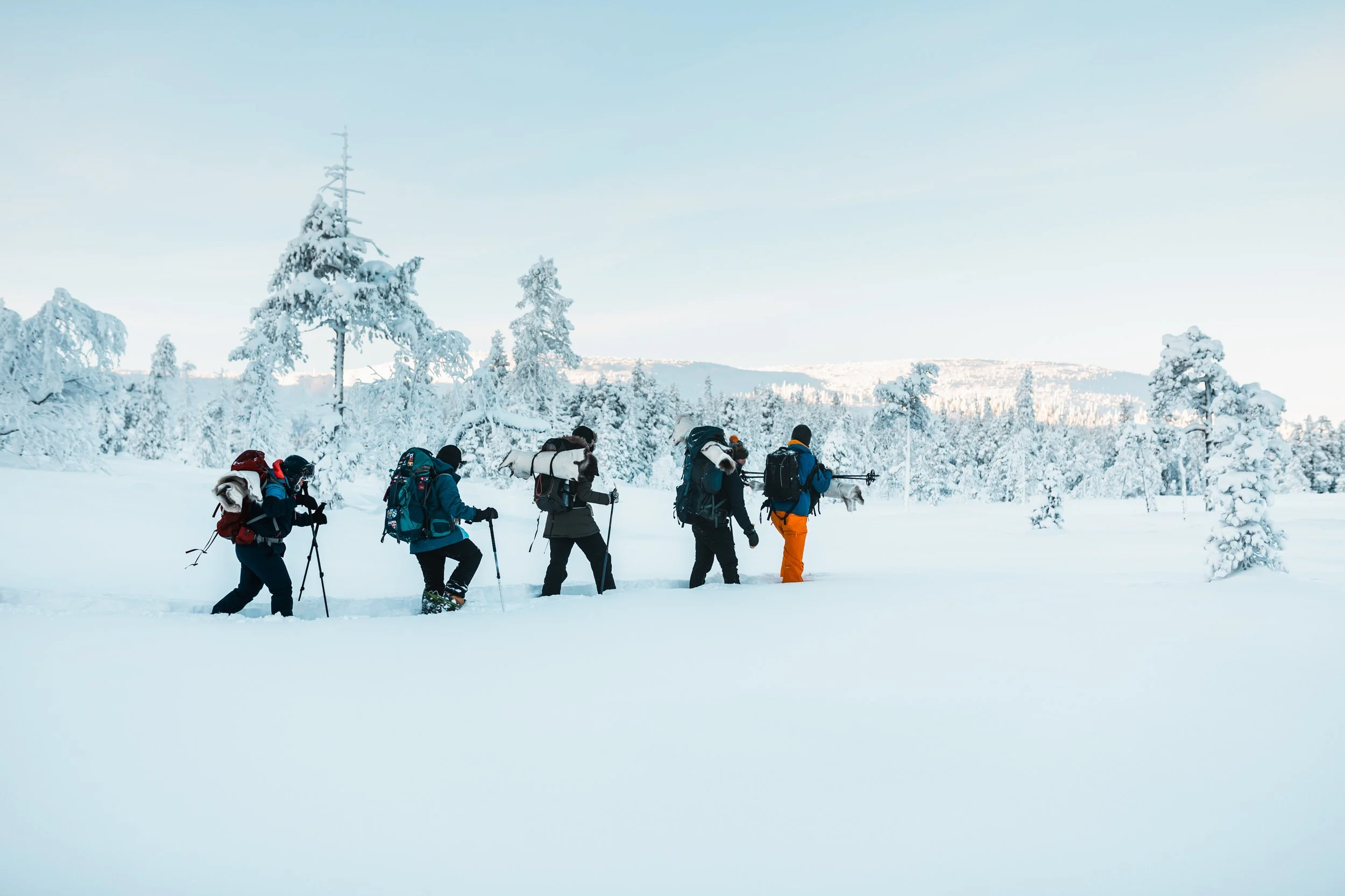 Grupp människor korsar ett snöigt landskap på snöskor, omgivna av snötäckta träd och ett klart blå himmel.  Fulufjällets nationalpark
