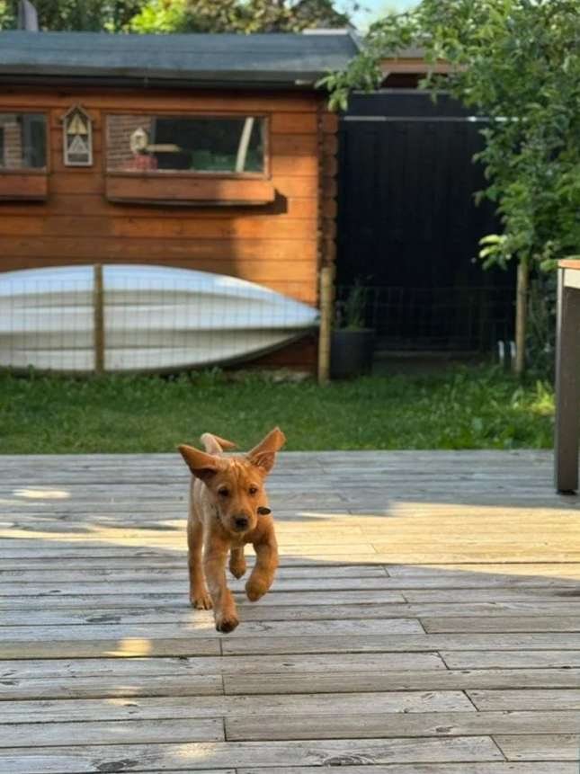 Micro Moments of Joy