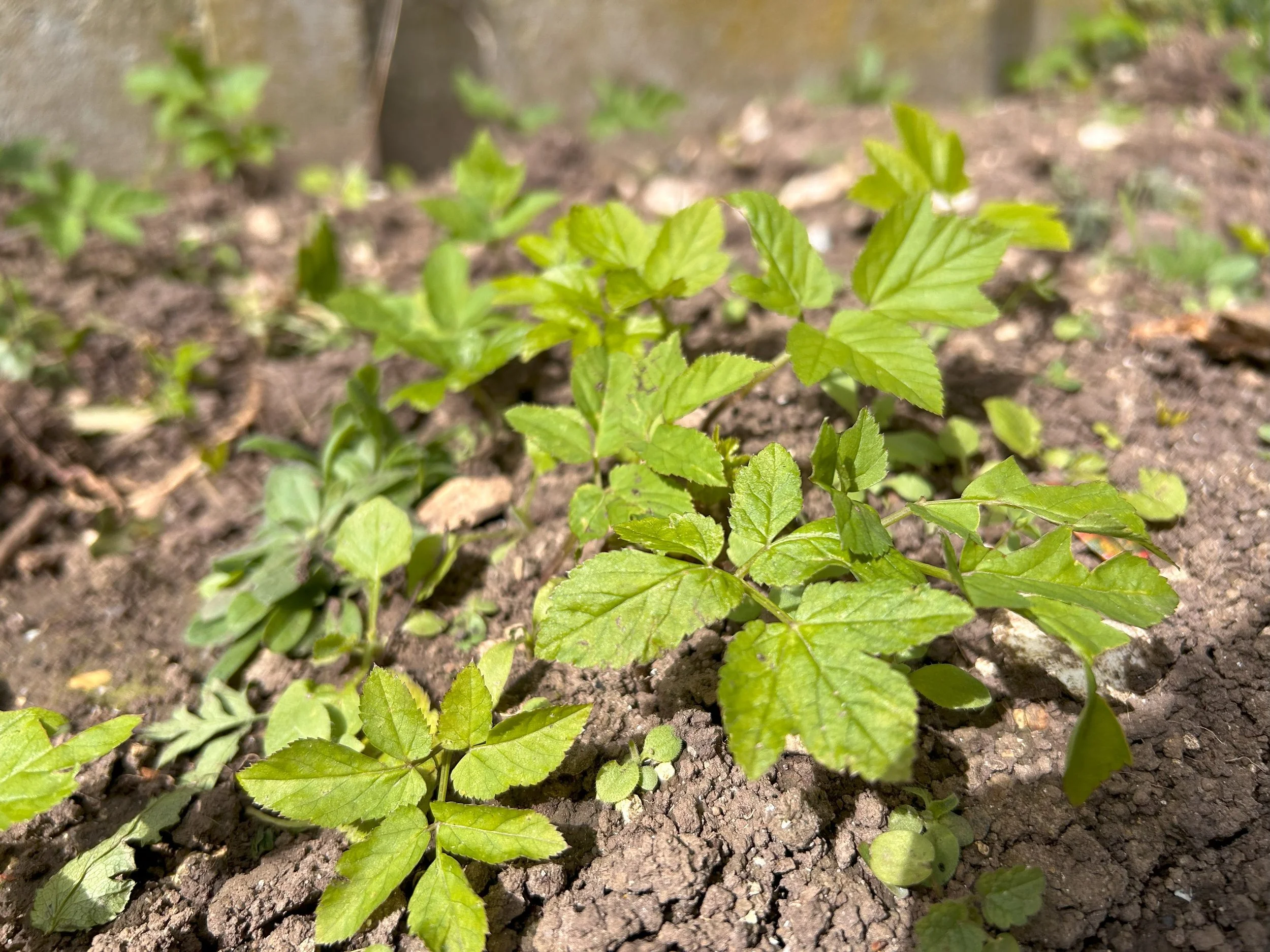 The Garden is Blooming and so are the Weeds!