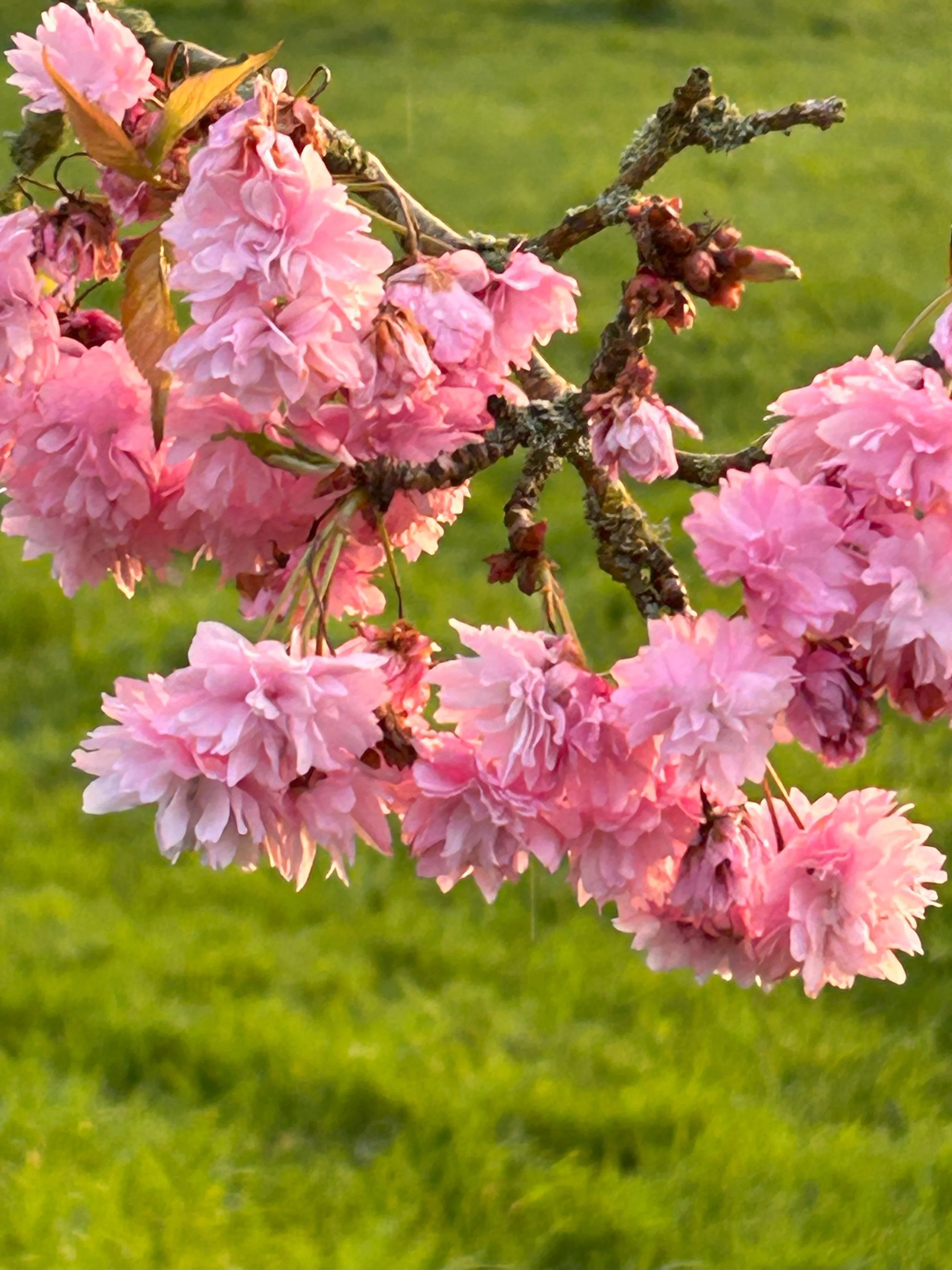 Things to Do in April