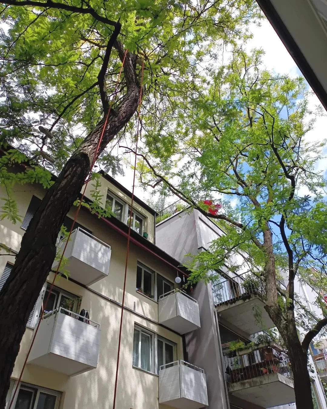 Eng hier in Zürich... Wir durften für @arbor_art_impressions diese Gleditsien mitten in Zürich pflegen. Lange wurde hier nichts gemacht sodass die Äste mittlerweile schon auf den Dächern anstanden und auch viel Totholz vorhan