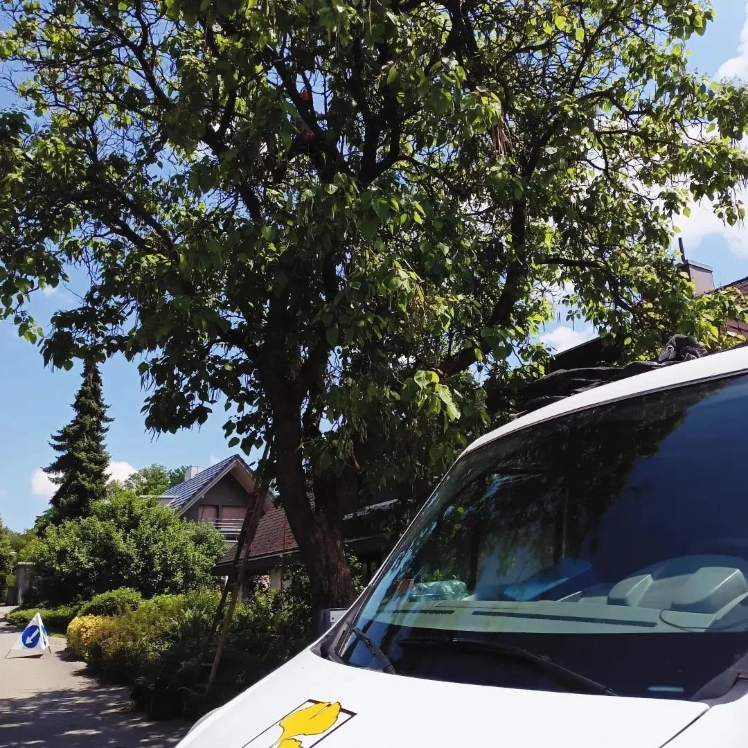 Diesen schönen Catalpa durften wir letzten Donnerstag nach den abgeschlossenen Erdsondenbohrungen pflegen und vom Haus einkürzen. Und das alles bei wunderschönem Wetter, endlich...