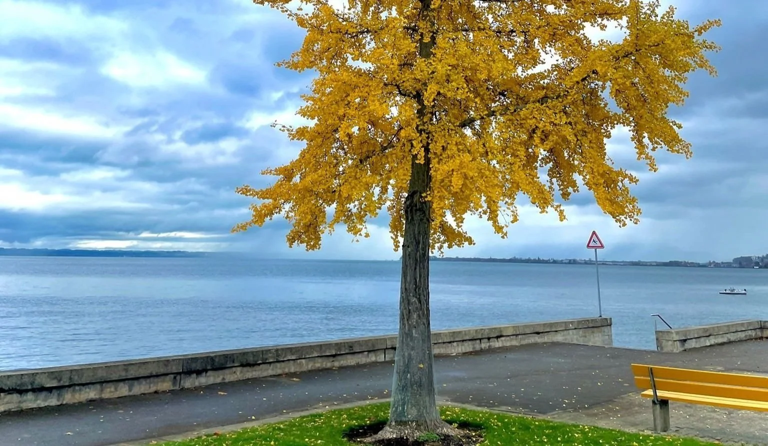 Ginkgo am Bodensee