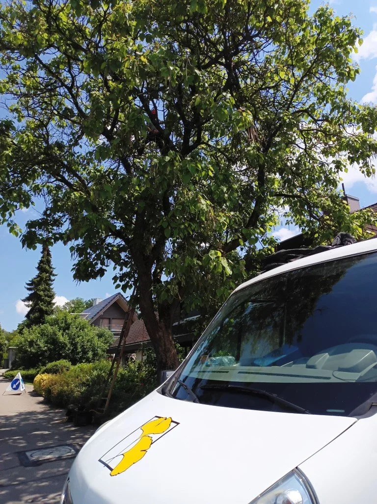 Bäume Schneiden in Andelfingen