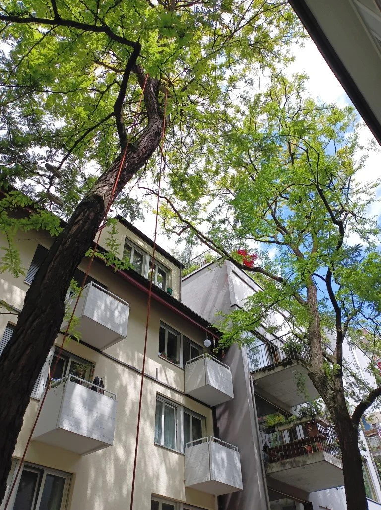 Baumpflege in Zürich