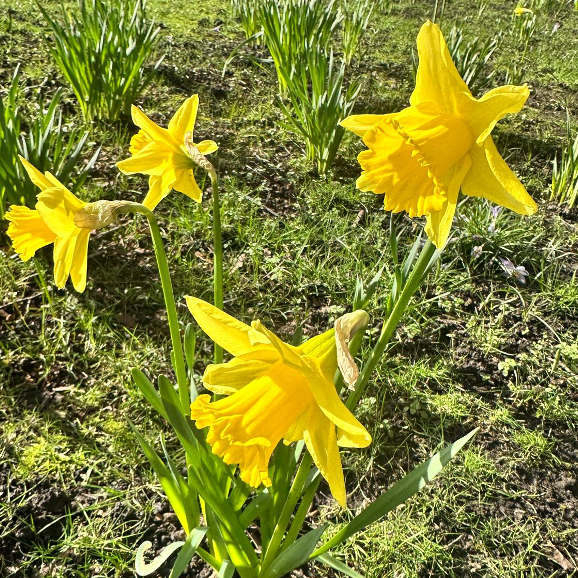 Daffodils