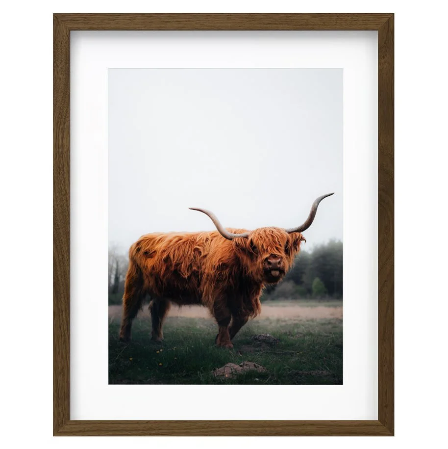 frame cow.jpg