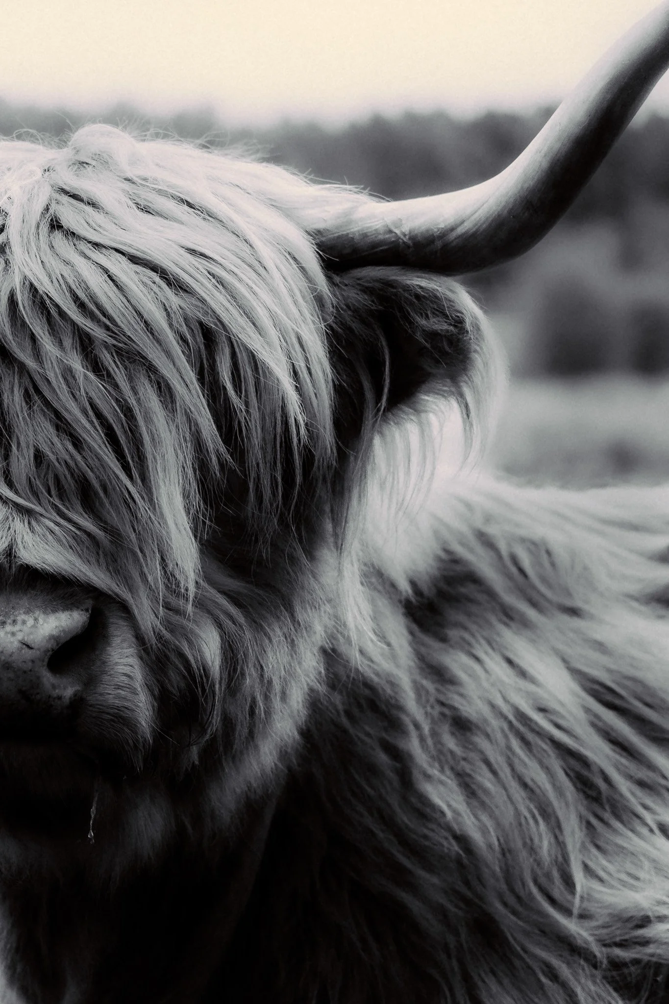 Highland Cow Print - Limited Run 20"x16"