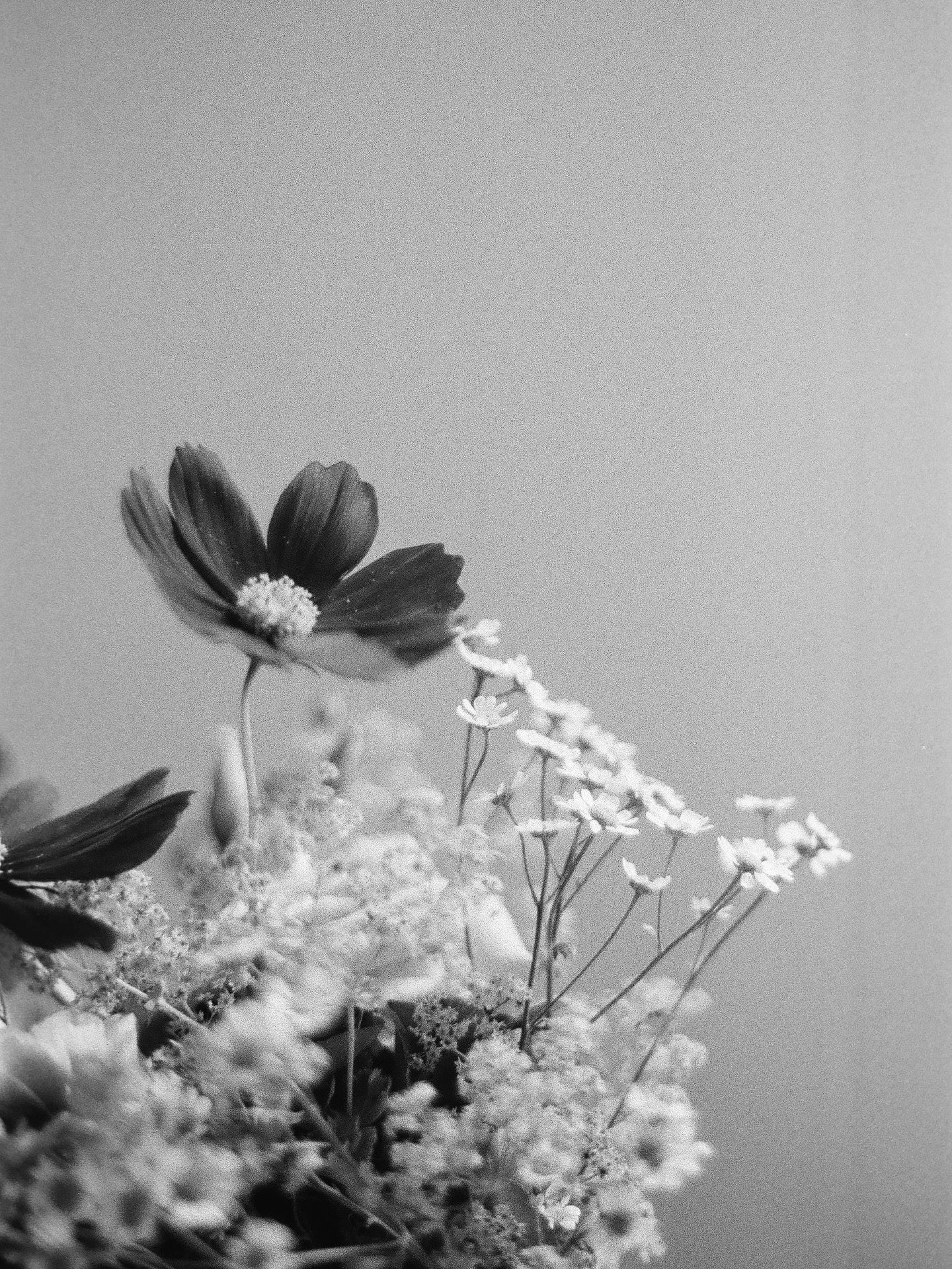 D&eacute;tails argentiques au c&oelig;ur du pays basque 🌹

#analogphotography #analogweddingphotographer #filmphotographer #weddingsonfilm #weddingfilmphotography #argentiquephoto #argentique #photographemariage #photographemariagefrance #mariagepay