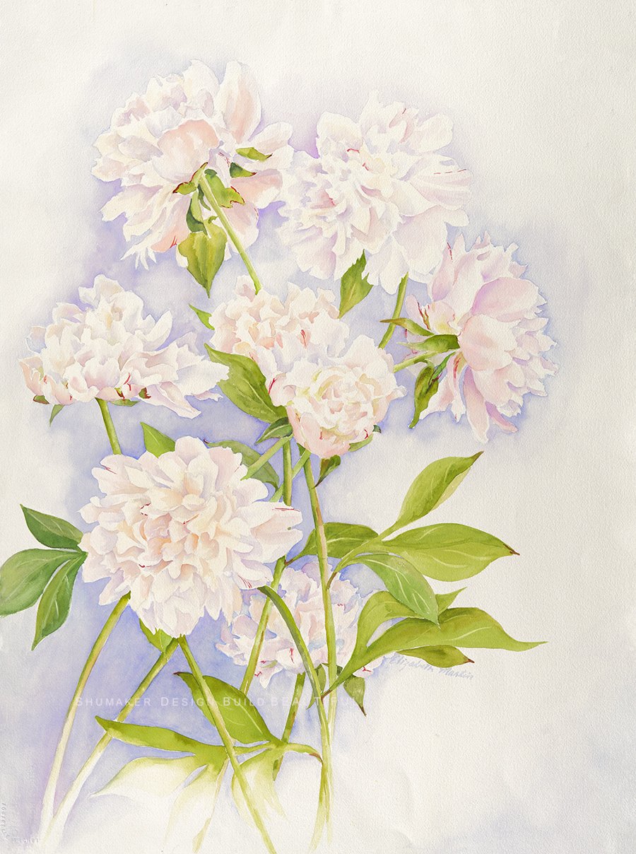 hydrangea2pinkshumaker.jpg