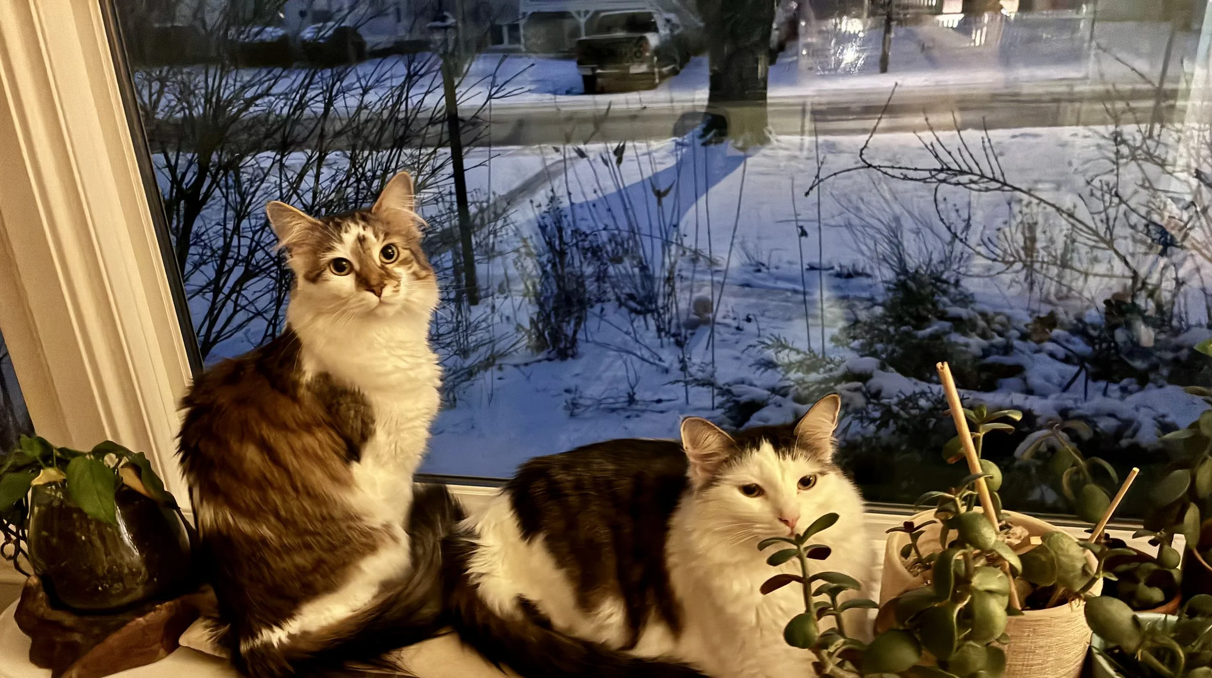 picture of two medium haired cats, siblings, with white and tabby markings.