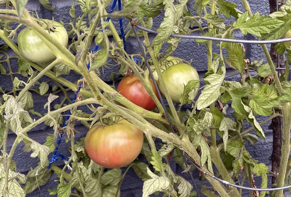  Townsend proved you can get a lot of produce out of a small space. Tomatoes, strawberries, jalapeños, green onions and herbs have fed the family all summer long. 