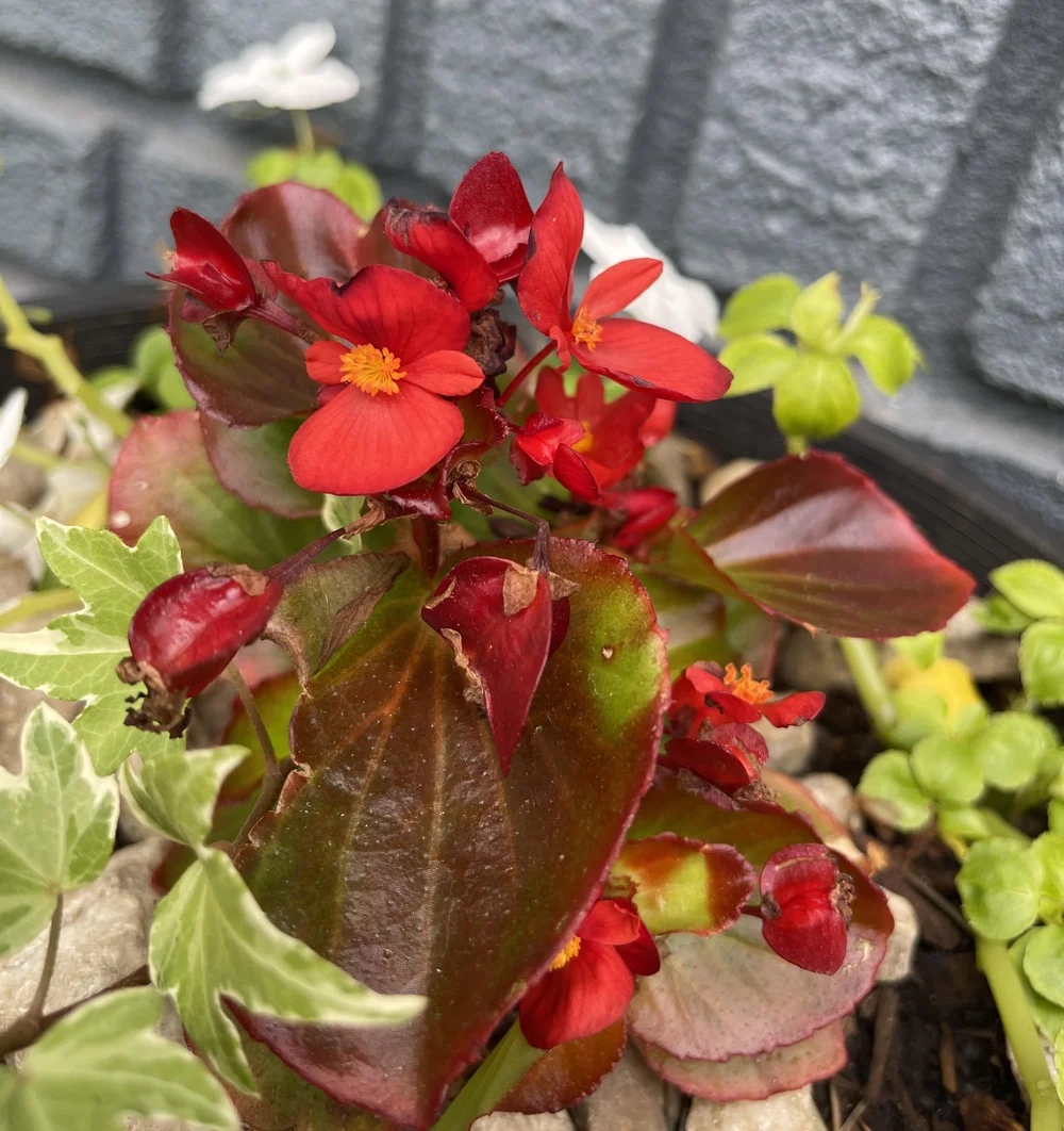  Townsend proved you can get a lot of produce out of a small space. Tomatoes, strawberries, jalapeños, green onions and herbs have fed the family all summer long. 