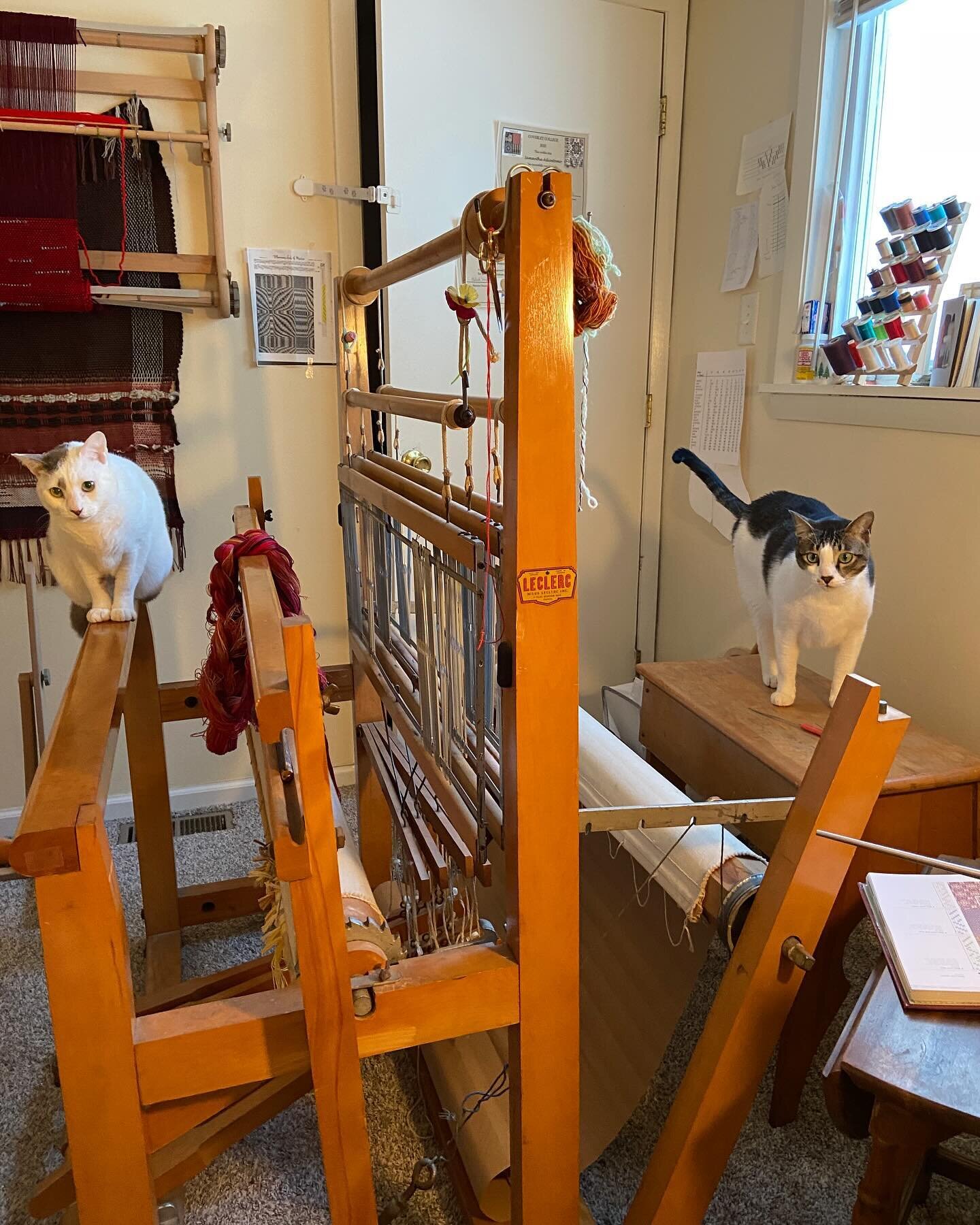 the best weaving assistants ever 🥹 
#floorloomweaving #withcats