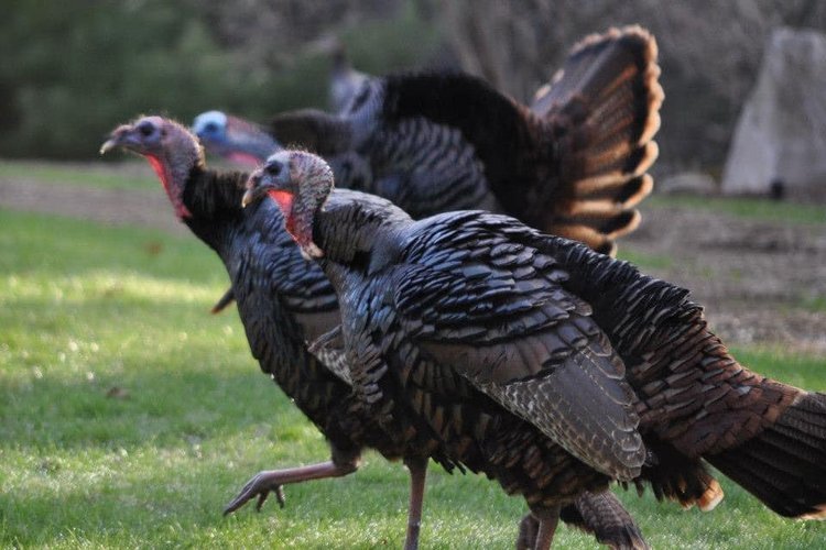 turkey.jpg