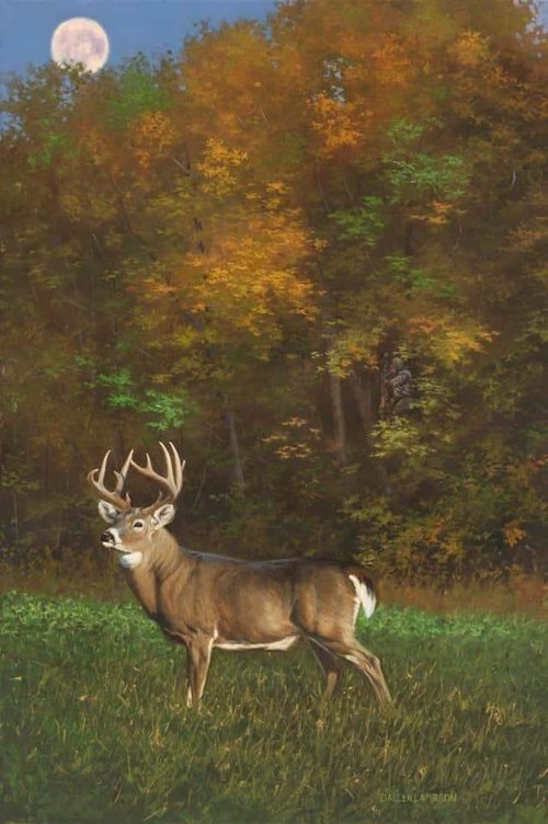 deer.jpg