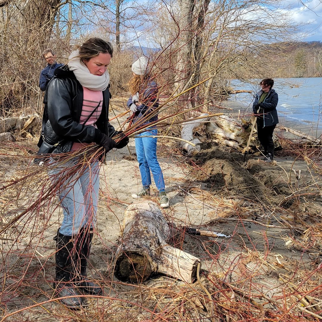 What goes into maintaining a coastal riverside trail? A LOT of work! Thanks to a team of @place_corps volunteers, we recently planted live-stake cuttings and wattles from our own stock of willow and swamp dogwood that root easily in the tidal wetland