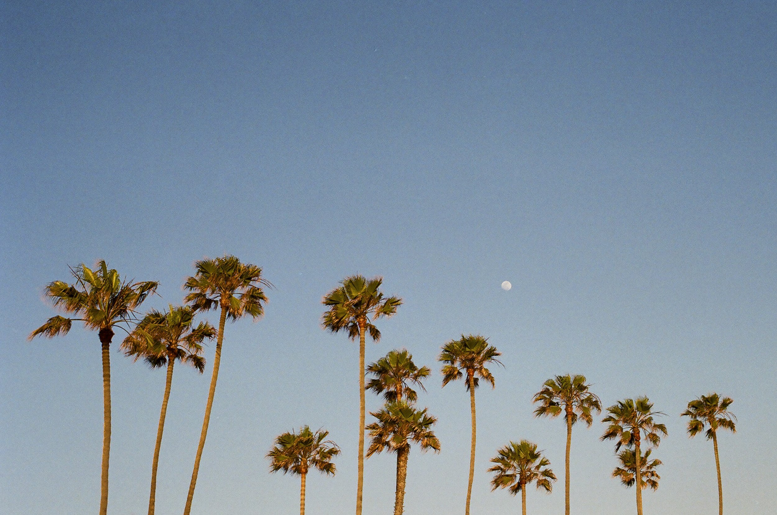 california film-6.jpg
