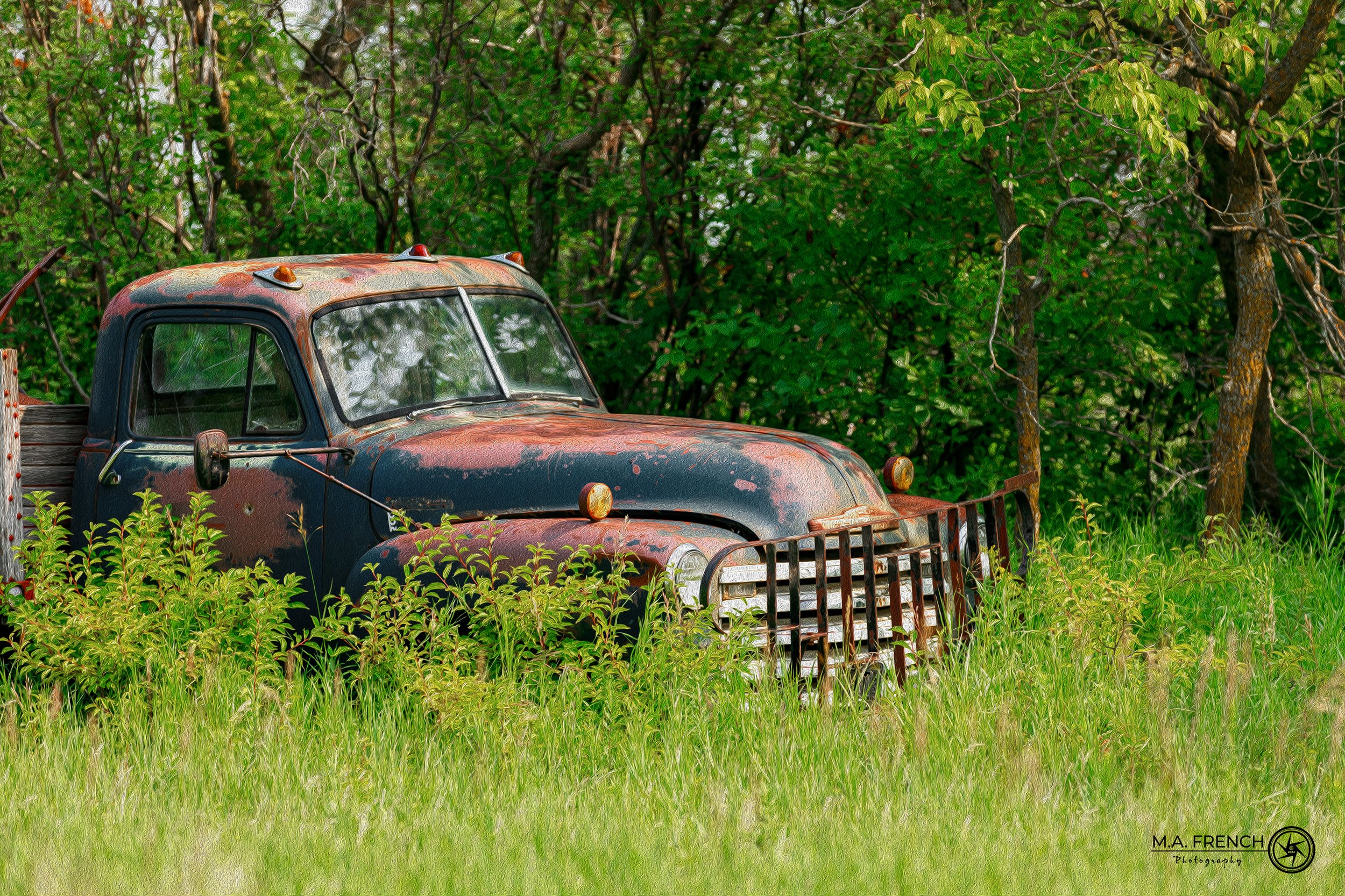 Graceful Chevy in Nature Oil WS.jpg