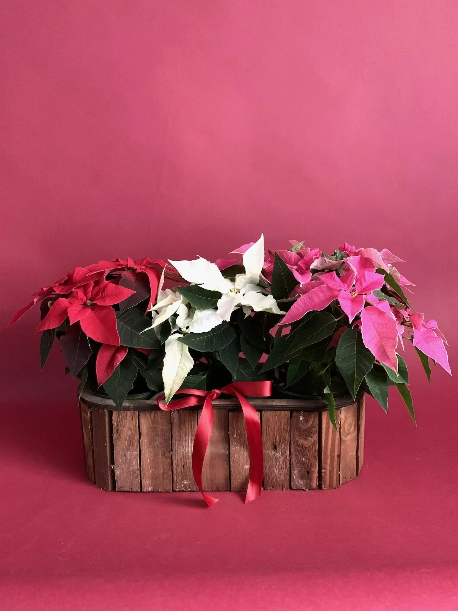 Arrangement de poinsettias