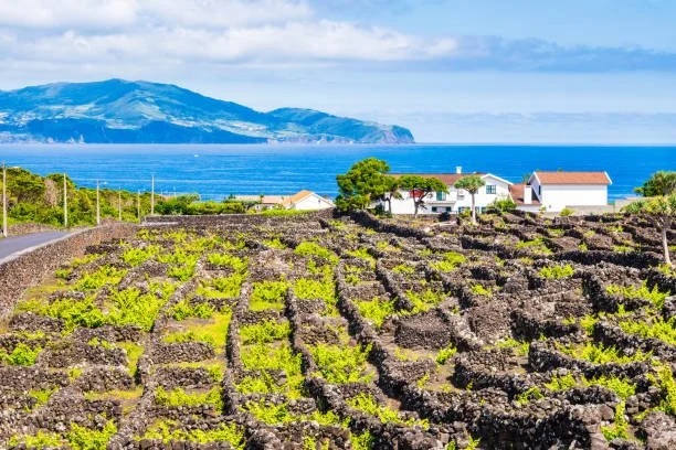Wines From the Azores