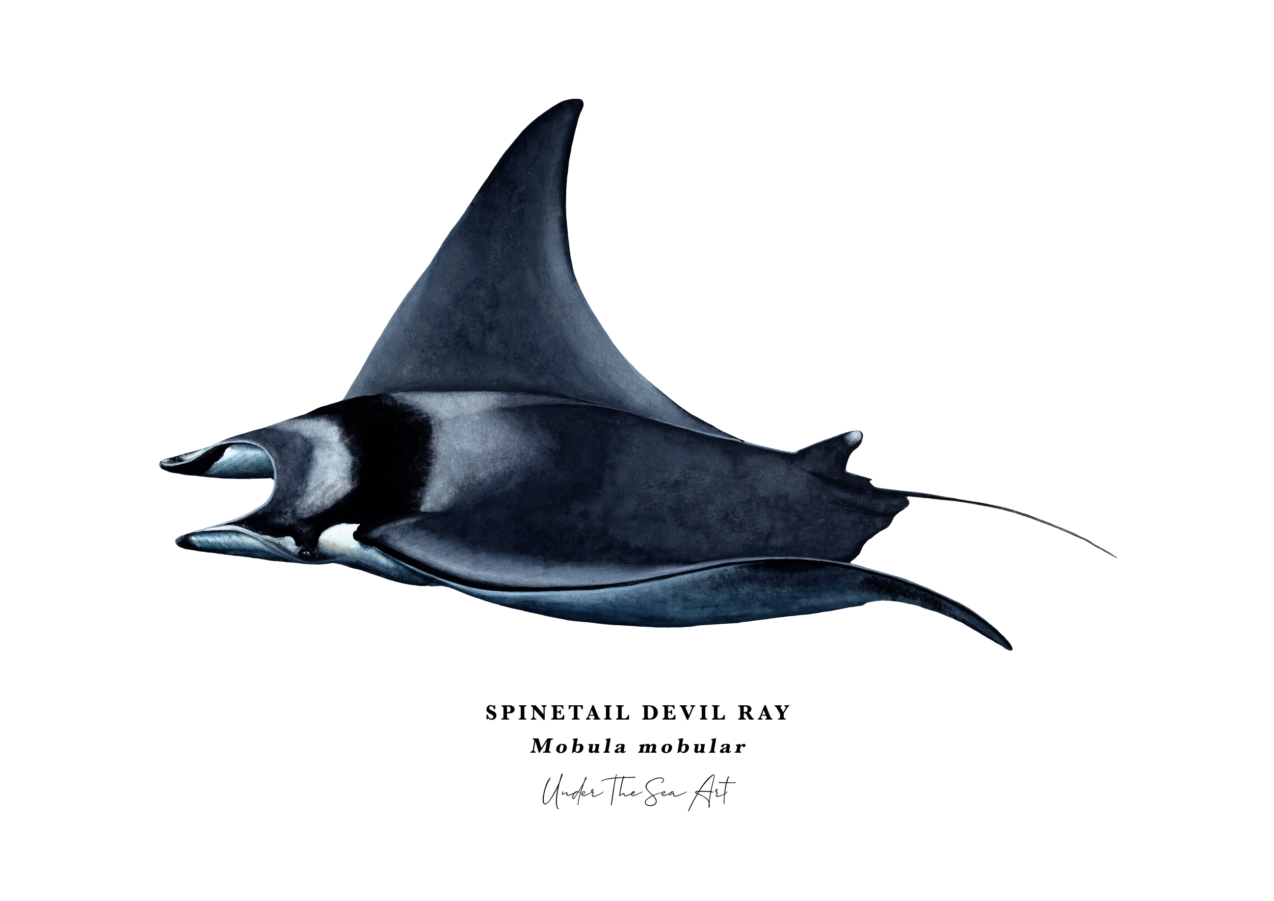 Mobula Giant Devil Ray Print A3 Landscape.png
