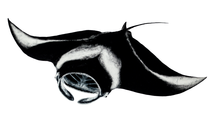 Reef manta old.png