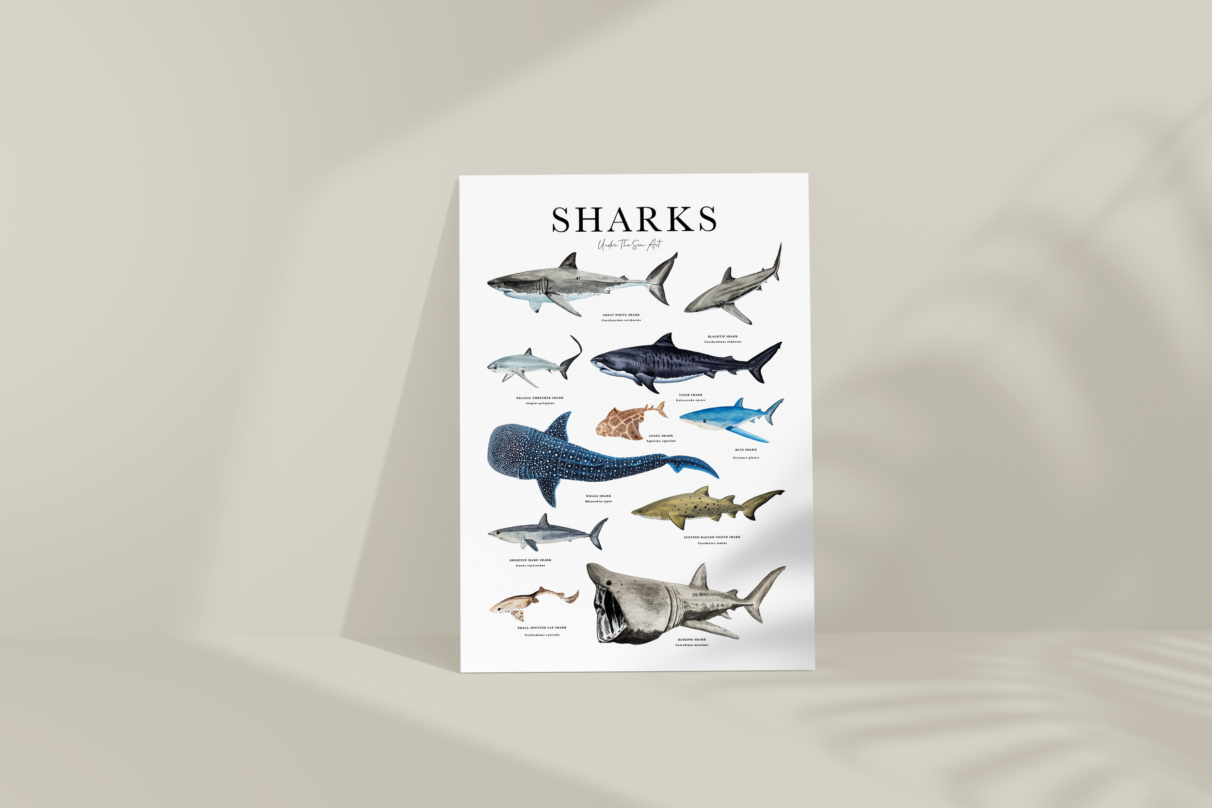 Sharks No Frame.png