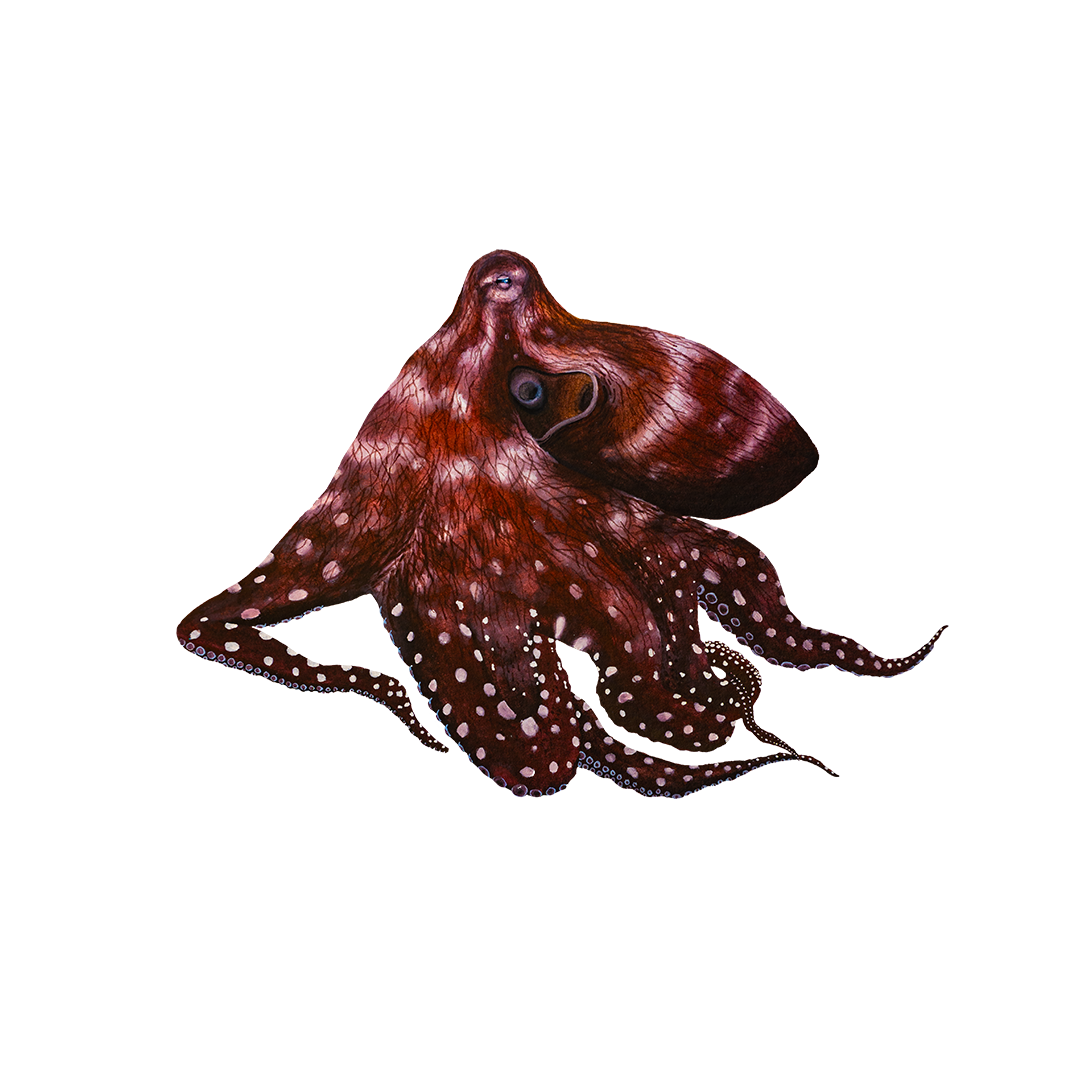 Common Octopus.png