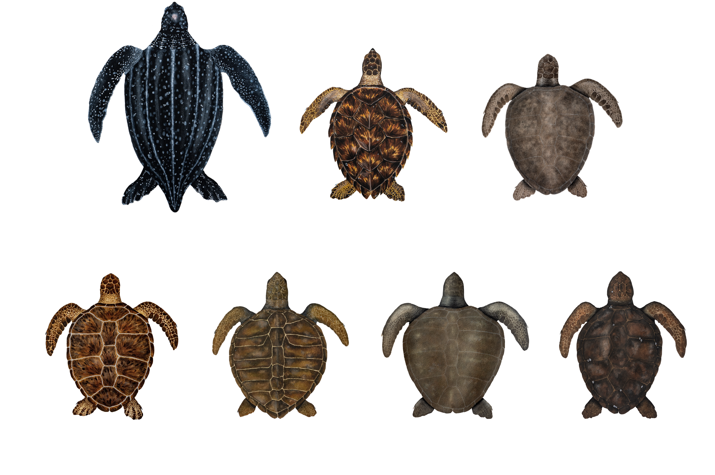 Turtles copy WHITE.png