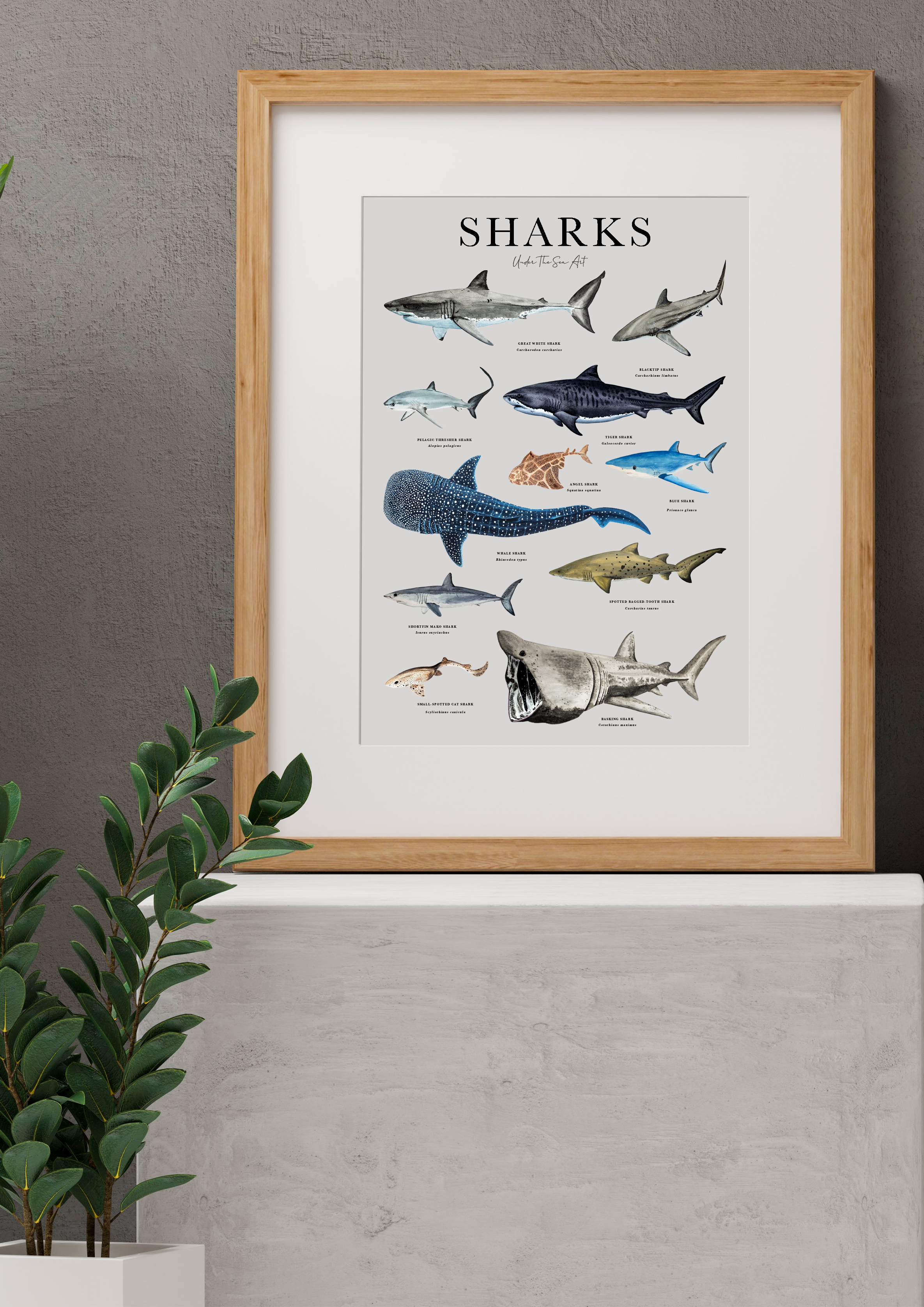 Sharks Mock Up.png