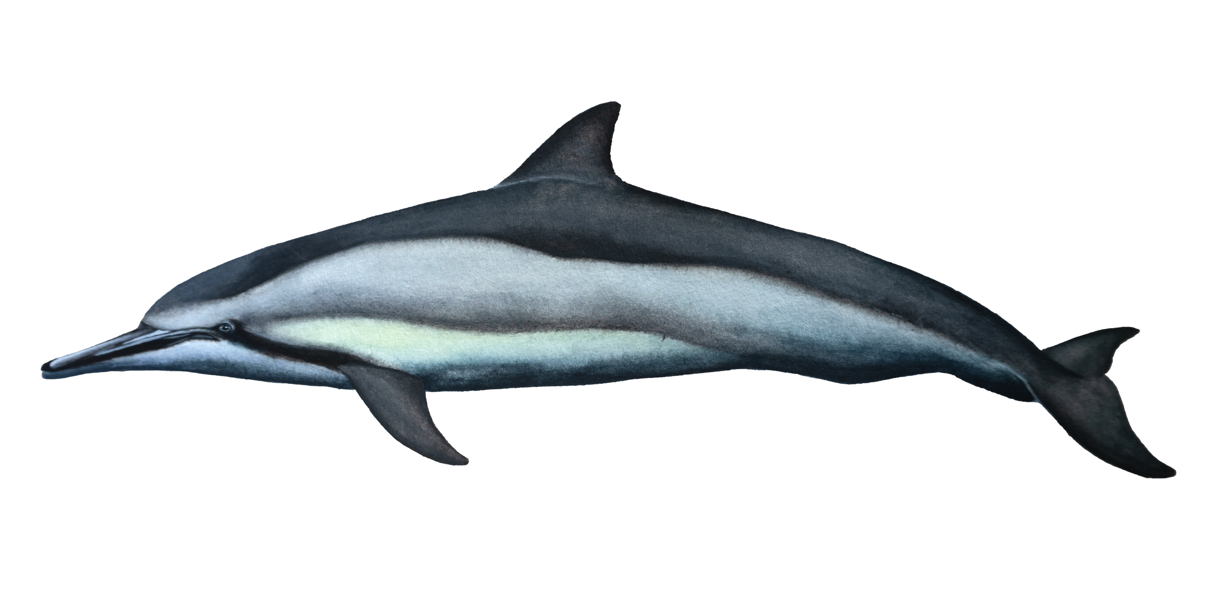 Spinner Dolphin.png