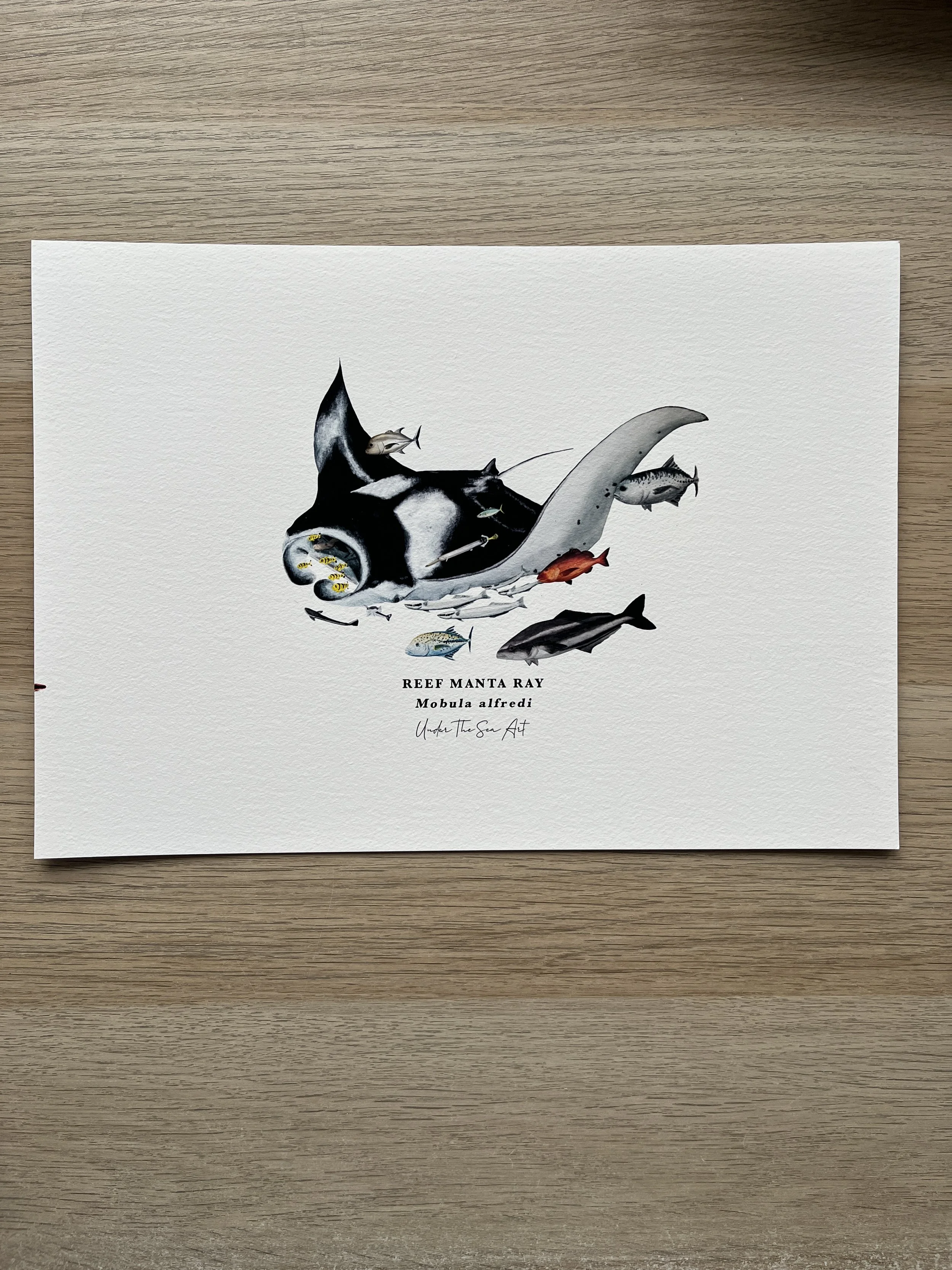 Reef Manta Ray Art Print - A4 - Perfectly Imperfect