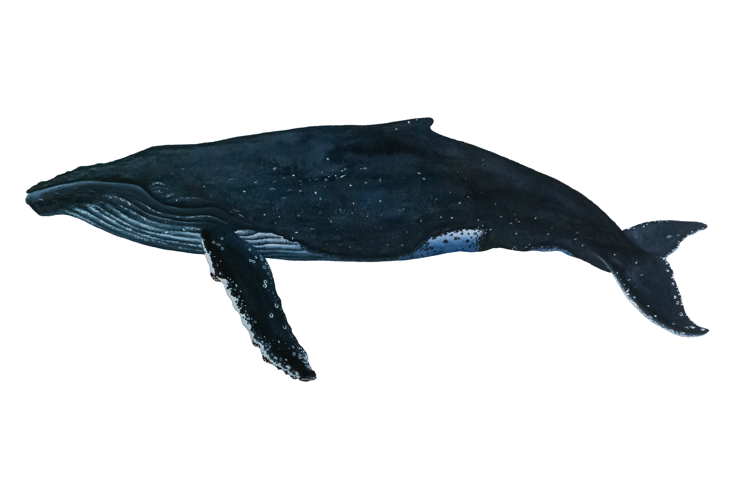 Humpback Whale 600DPI.png