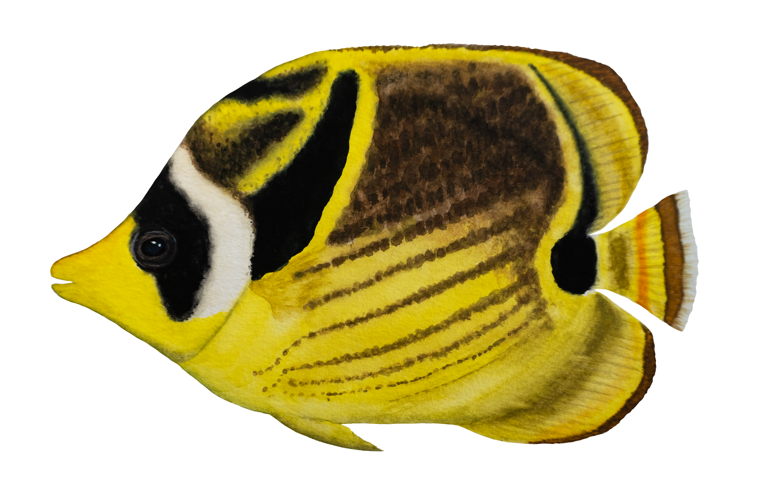 Raccoon Butterfly Fish.png