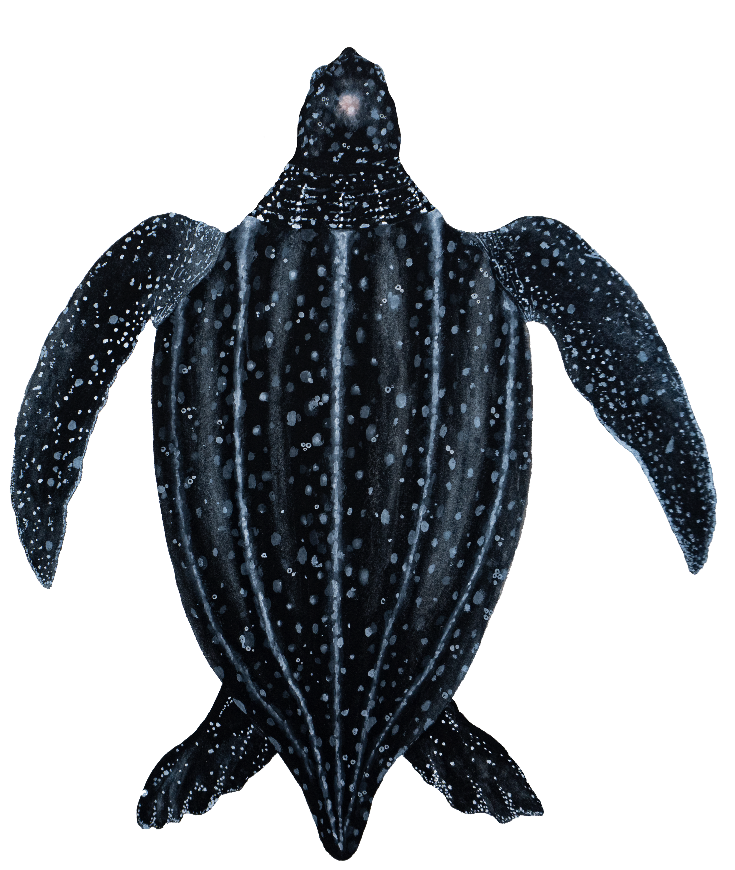 Leatherback Full Body.png
