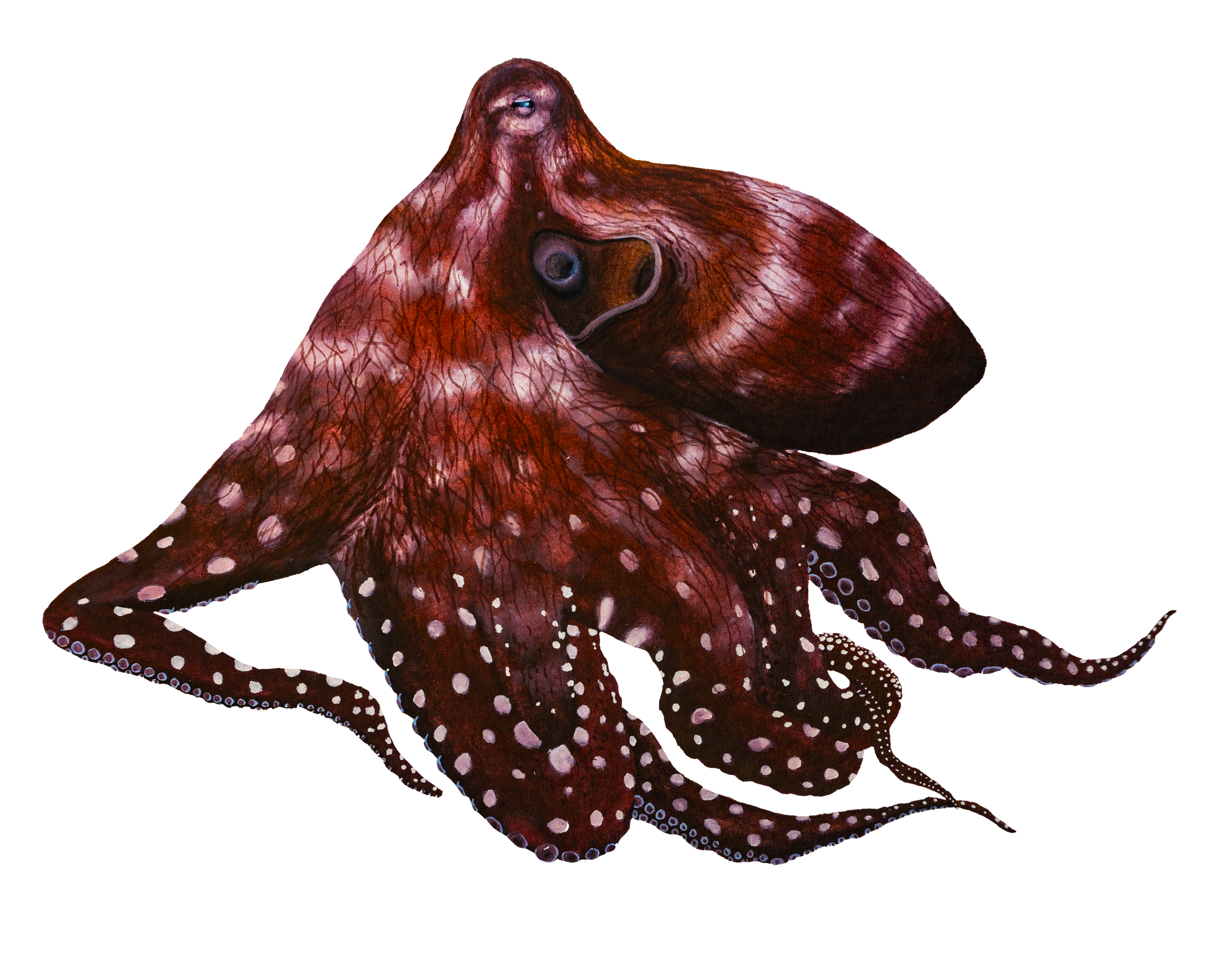 Octopus.png