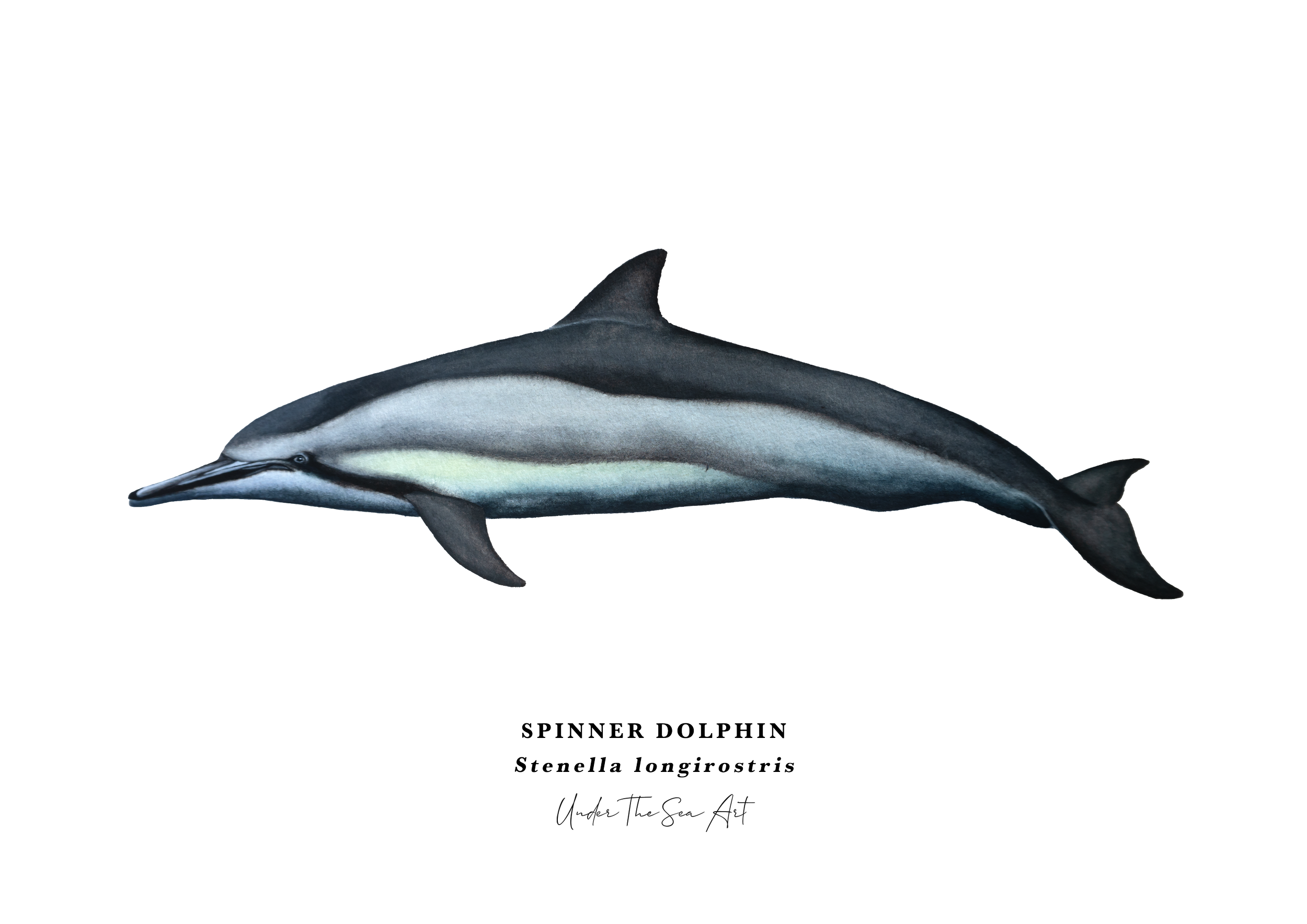 Spinner Dolphin Print A3 Landscape.png