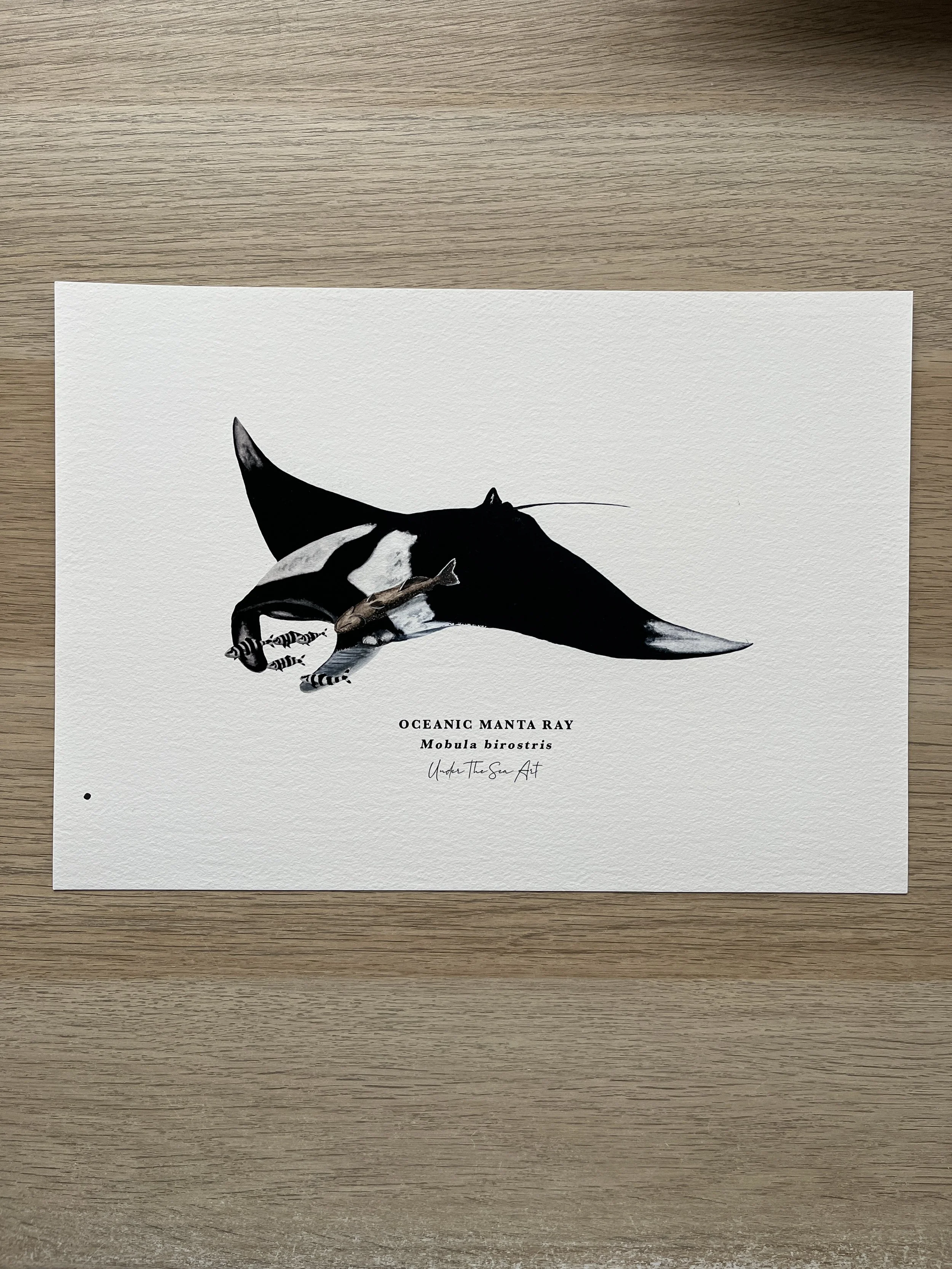 Oceanic Manta Ray Art Print - A4 - Perfectly Imperfect