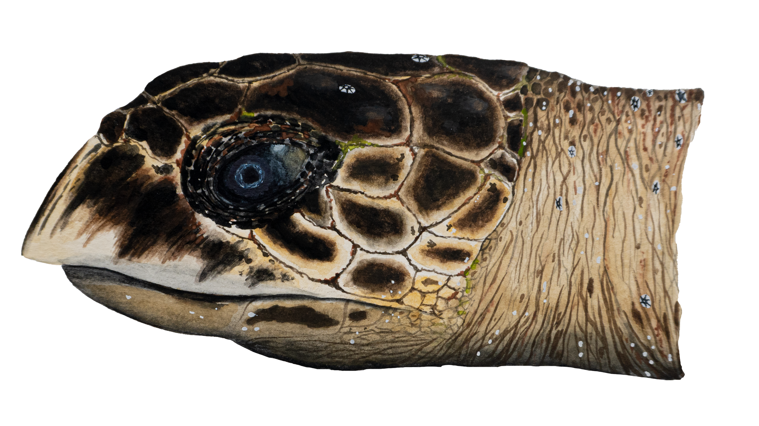 Hawksbill Profile.png